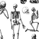 Human Skulls and Skeleton