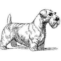 Sealyham Dog [.SVG]