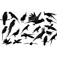Parrot silhouettes
