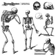 Human Skulls and Skeleton