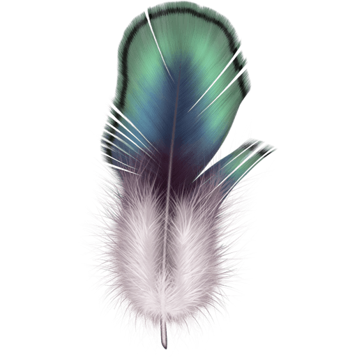 Beautiful Feathers 512x512 [PNG Files] png