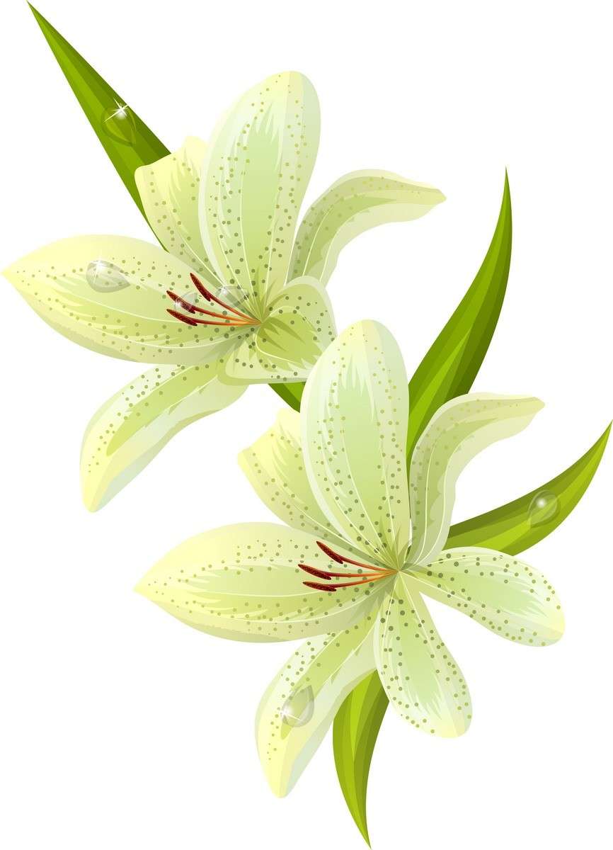 Flower 04 png