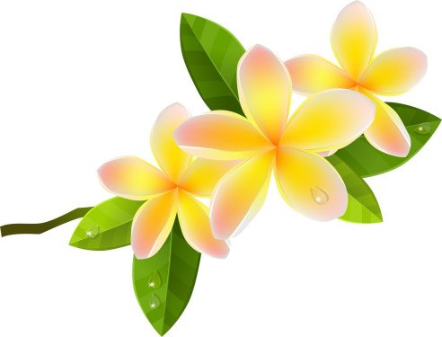 Flower 05 Download Vector