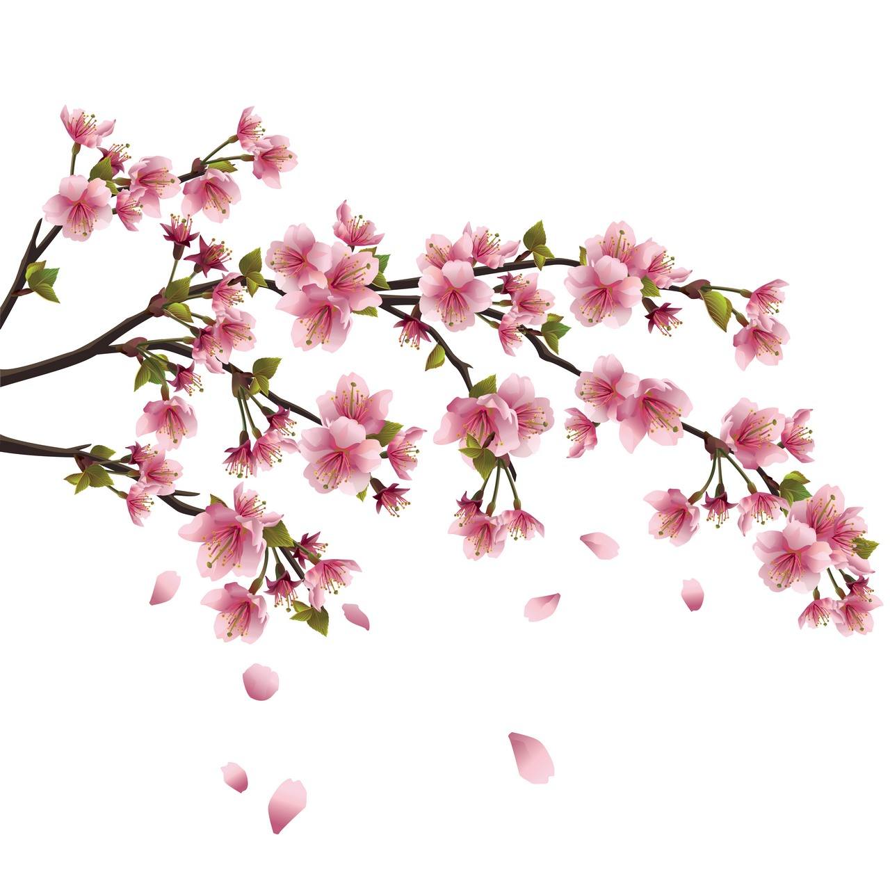 Flower Background 03 png