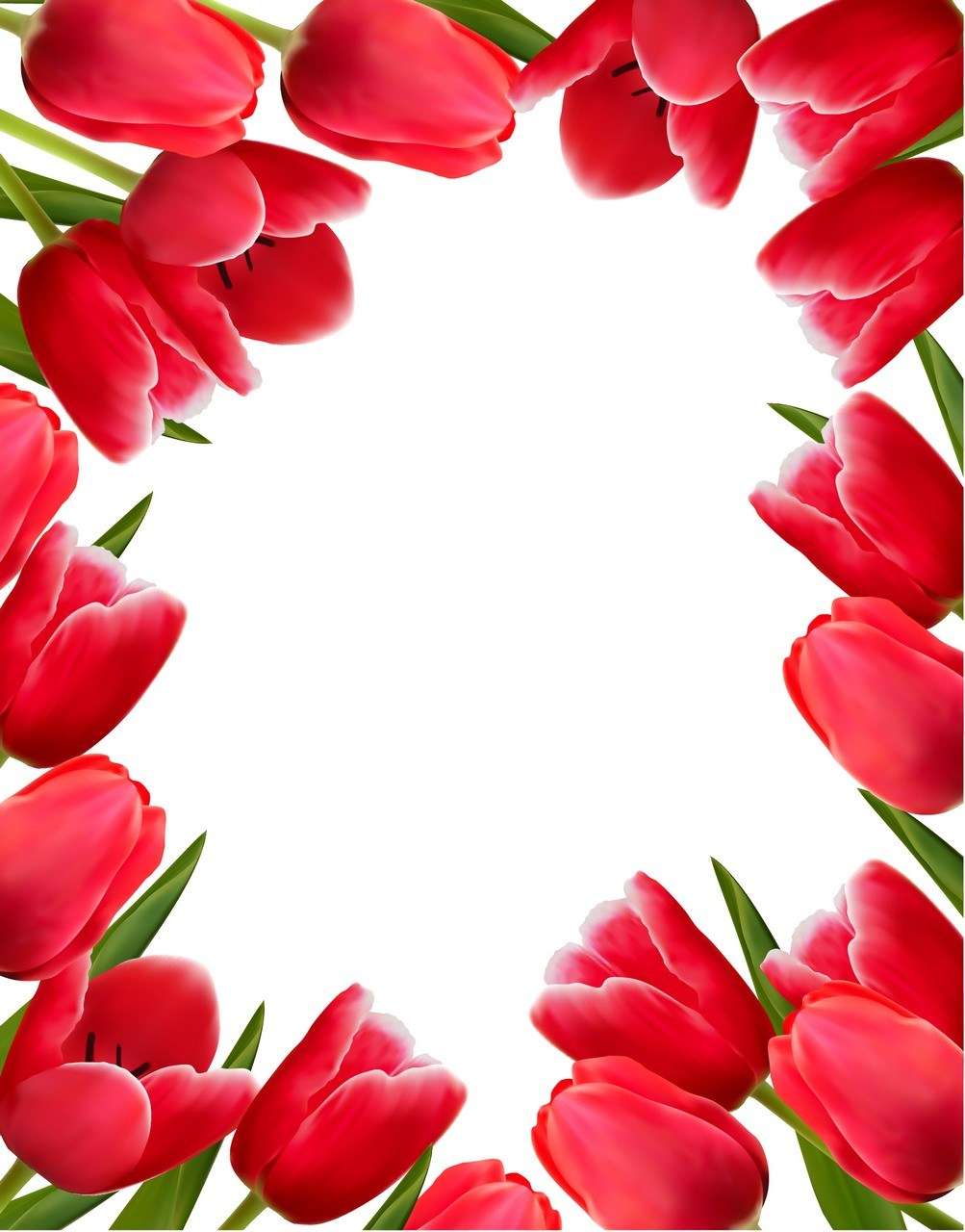 Flower, Tulip Background  02 png