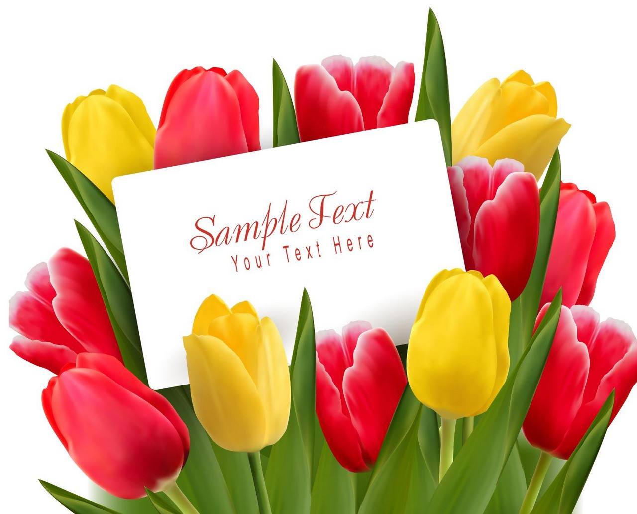 Flower, Tulip Background 04 png