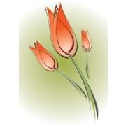 Flower, Tulip