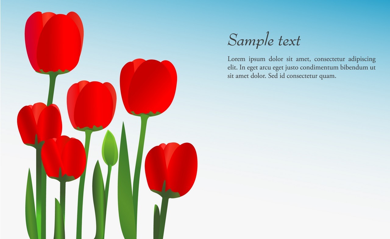 Flower, Tulip Background png