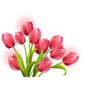 Flower, Tulip 03