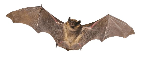 Bat PNG (12 Image) png