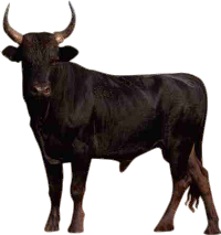 Bull PNG (11 Image) png