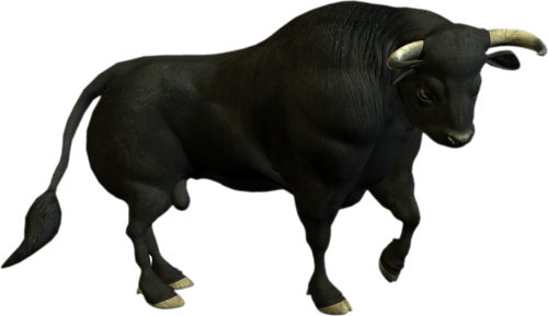 Bull PNG (11 Image) png