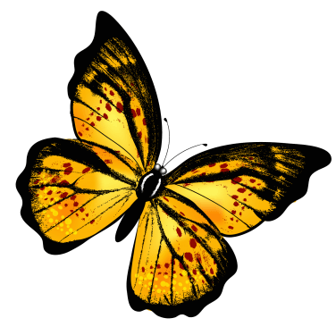Butterfly PNG (18 Image) png