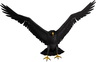 Eagle PNG (25 Image)