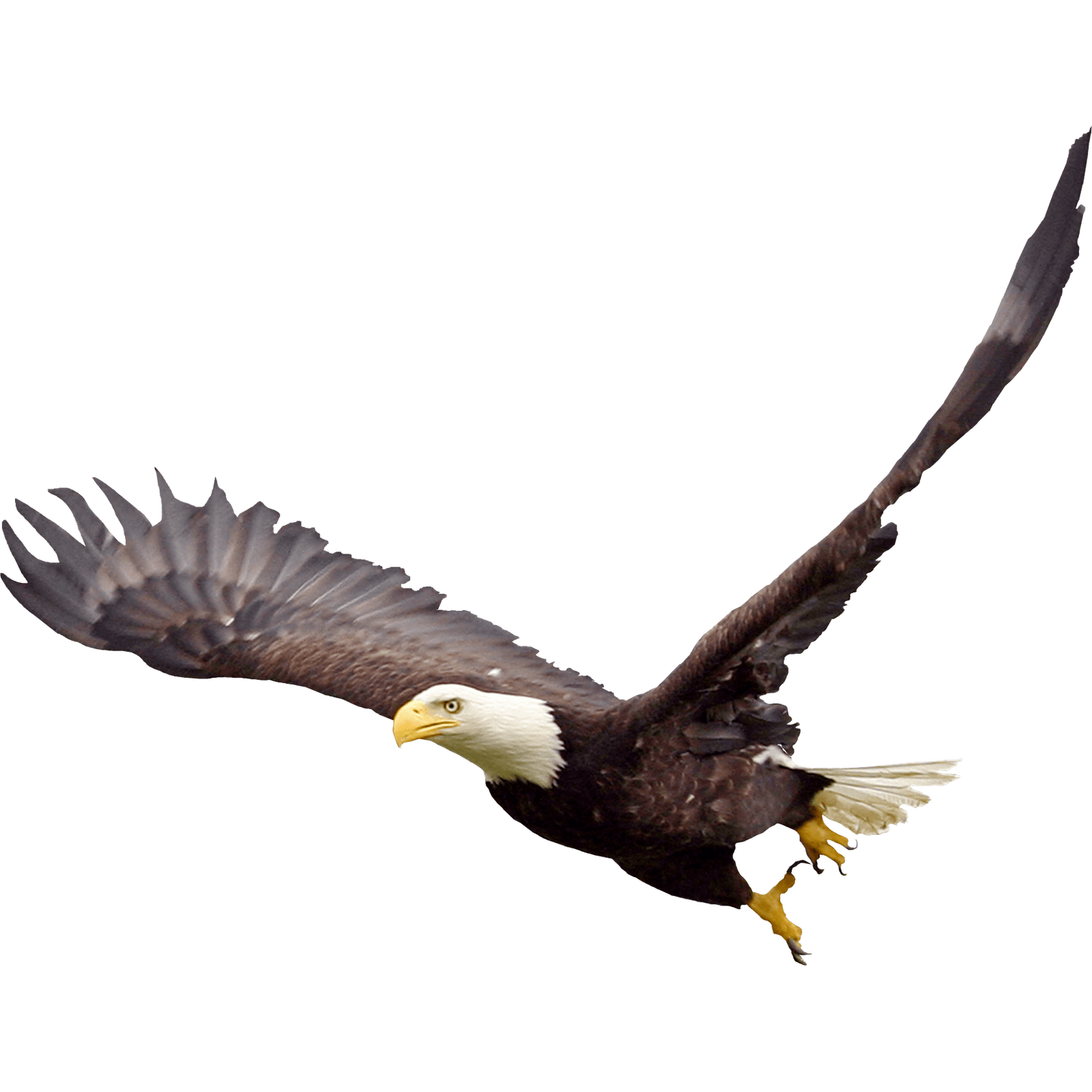 Eagle PNG (25 Image) png