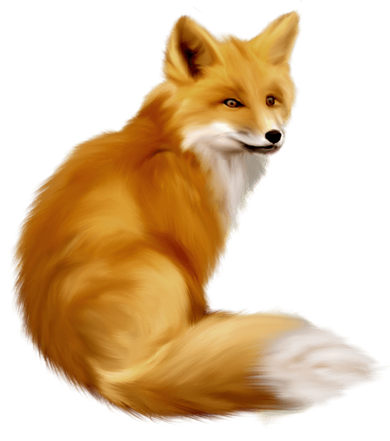 Fox PNG Clipart (14 Image) png
