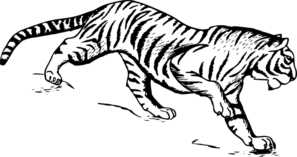 Tiger Png Clipart (22 Image) png