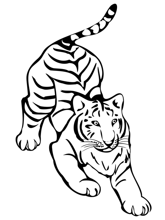 Tiger Png Clipart (22 Image) png