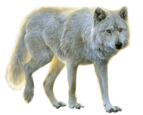 Wolf Png Clipart (23 Image) png
