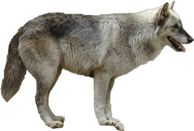 Wolf Png Clipart (23 Image) png