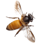Bee Png Clipart (16 Image)