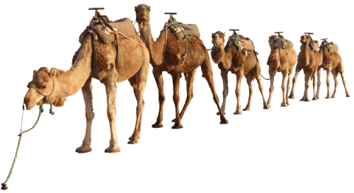 Camel PNG Clipart (28 Image) png