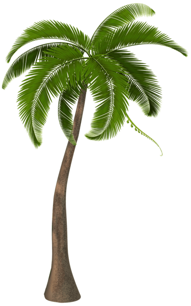 Palm Tree Png Clipart (32 Image) png