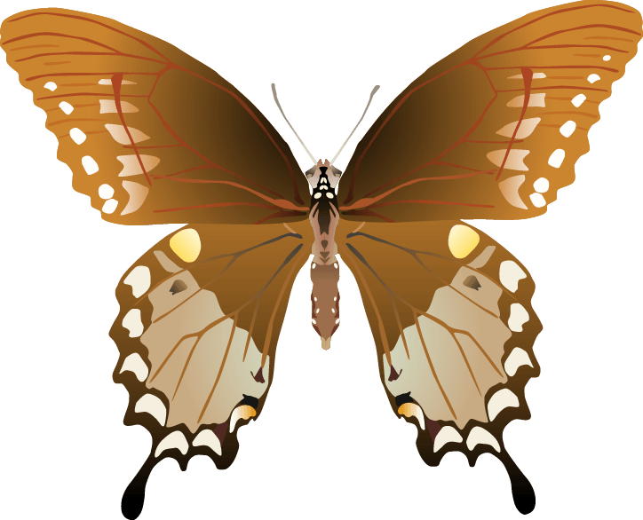 Butterfly png images png