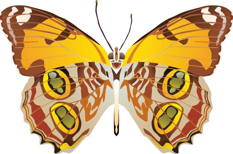 Butterfly png images png