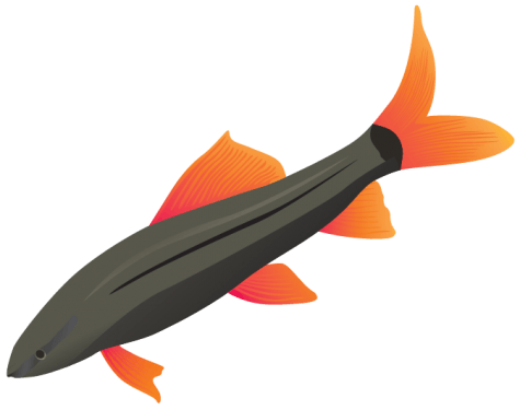 Fish Vector Pack png