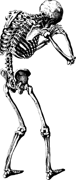 Human Skulls and Skeleton png