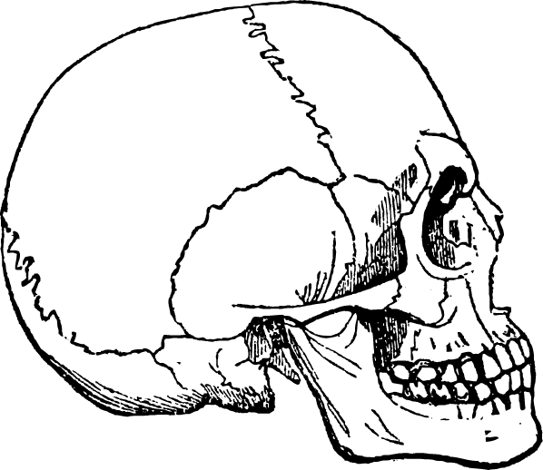 Human Skulls and Skeleton png