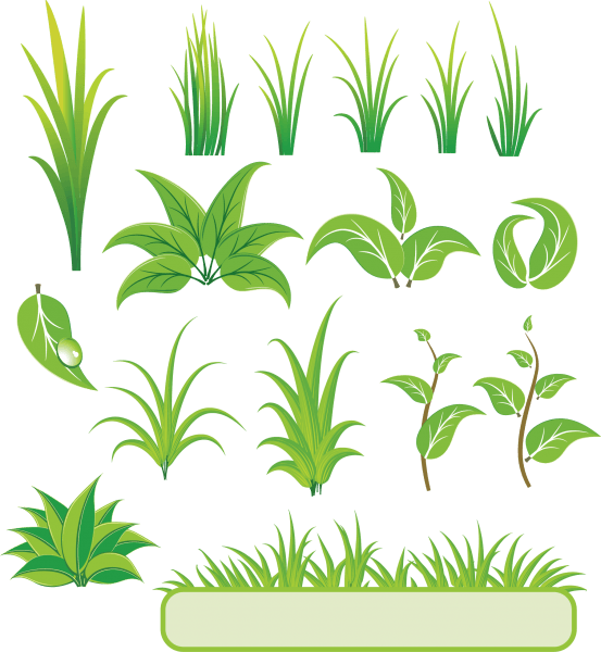 Bamboo and Grass Plant Vector 01 png