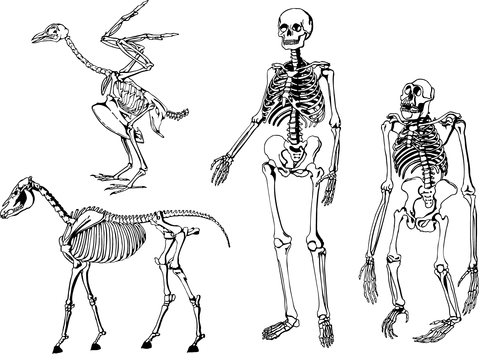 В чем сходство скелета человека и млекопитающих. Скелет. Скелеты разных животных. Скелет человека. Скелет млекопитающих животных.