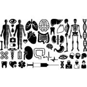 Organs symbols silhouette
