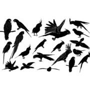 Parrot silhouettes