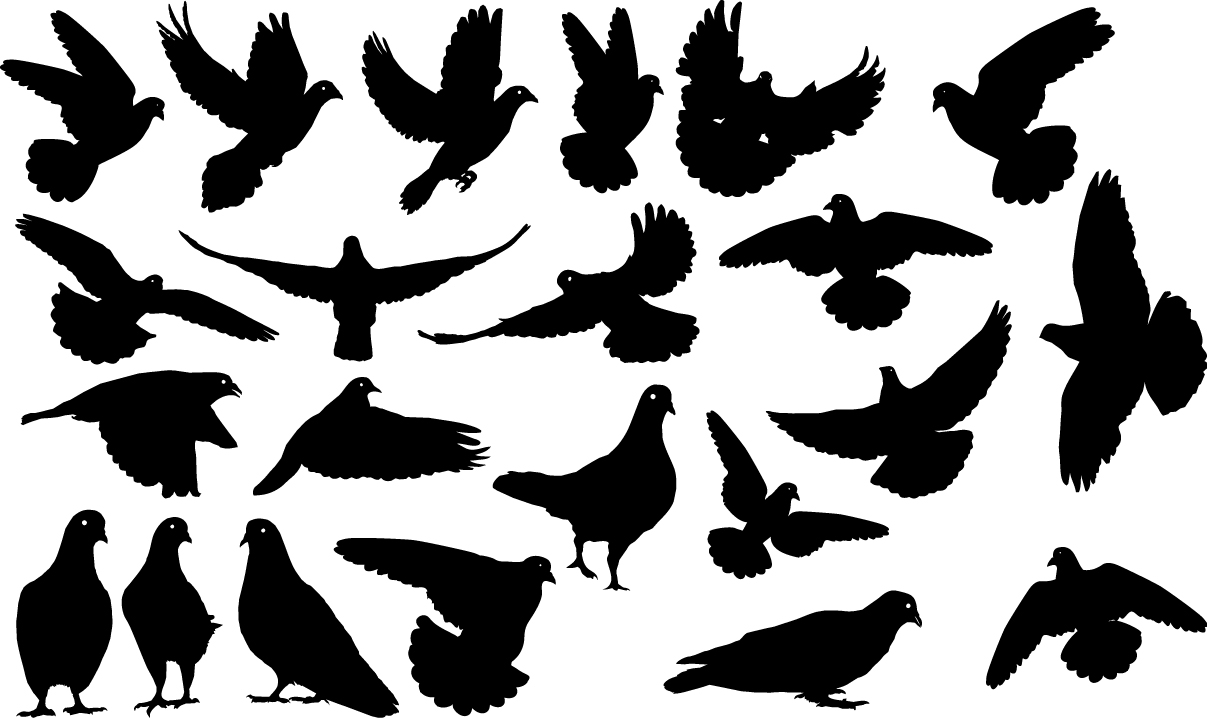 Pigeons silhouettes Download Vector