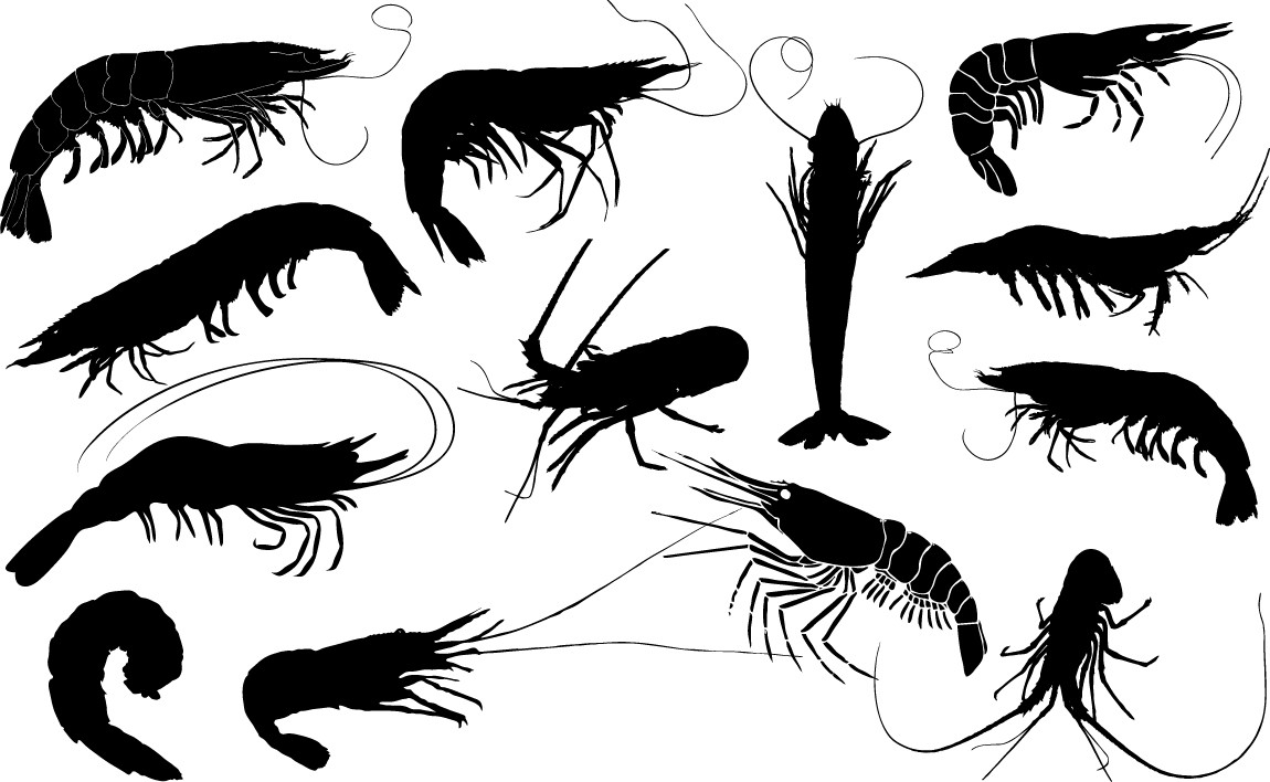 Shrimps silhouette png