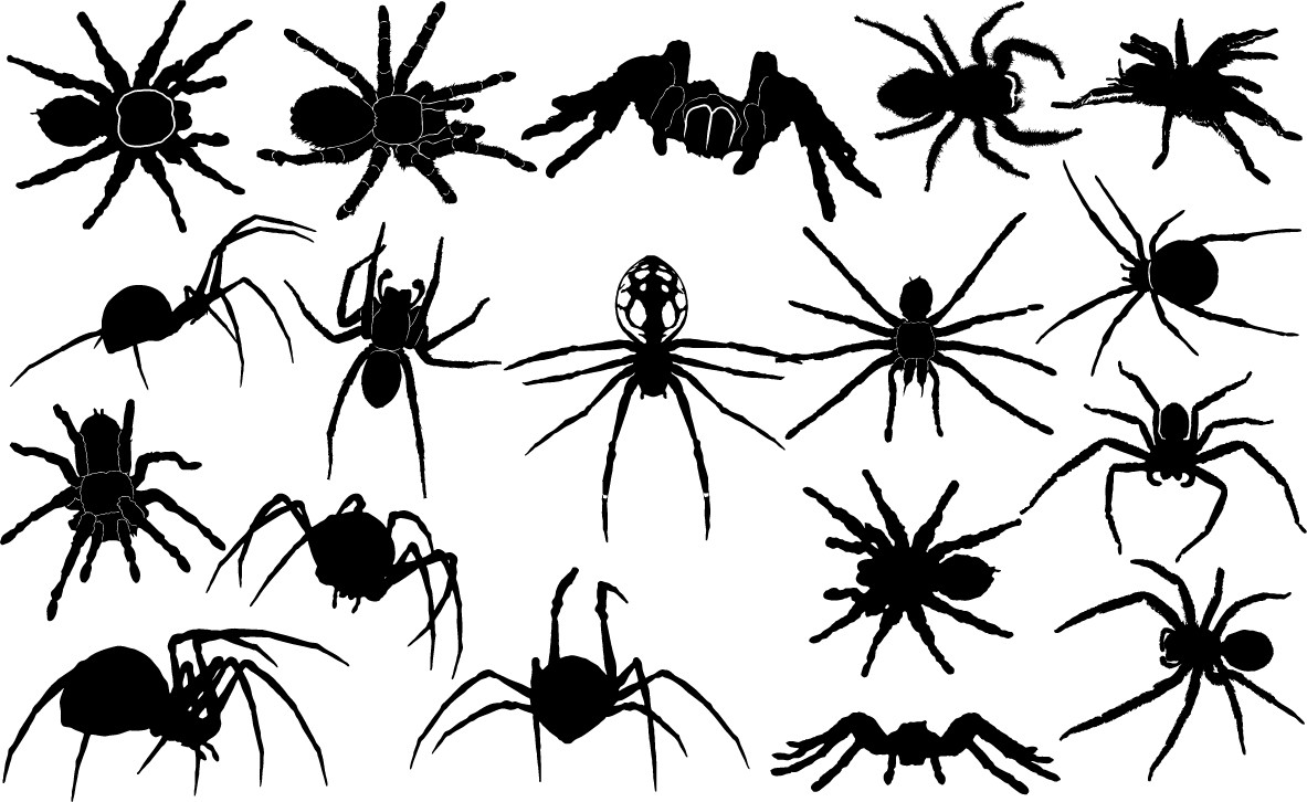 Spider silhouettes png
